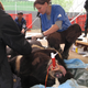 Un oso es atendido agonizando tras haber pasado varios meses en una granja. AP